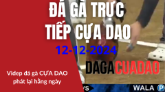 Trực Tiếp Đá Gà cựa dao philippins 12-12-2024 dagacuadao