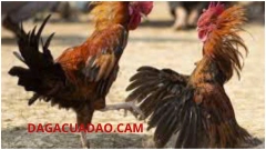 Lịch sử và nguồn gốc của đá gà cựa dao philipins