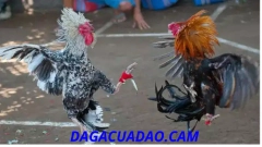 ĐẶT ĐIỂM HÌNH THỨC ĐÁ GÀ CỰA DAO QUỐC TẾ